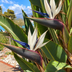 Strelícia natalská (Strelitzia Nicolai) - výška 50-70 cm, kont. C3L